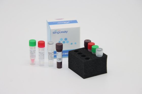 Treponema - набор в реальном времени PCR pallidum набора быстрый HCV PCR RT вируса TP дневного